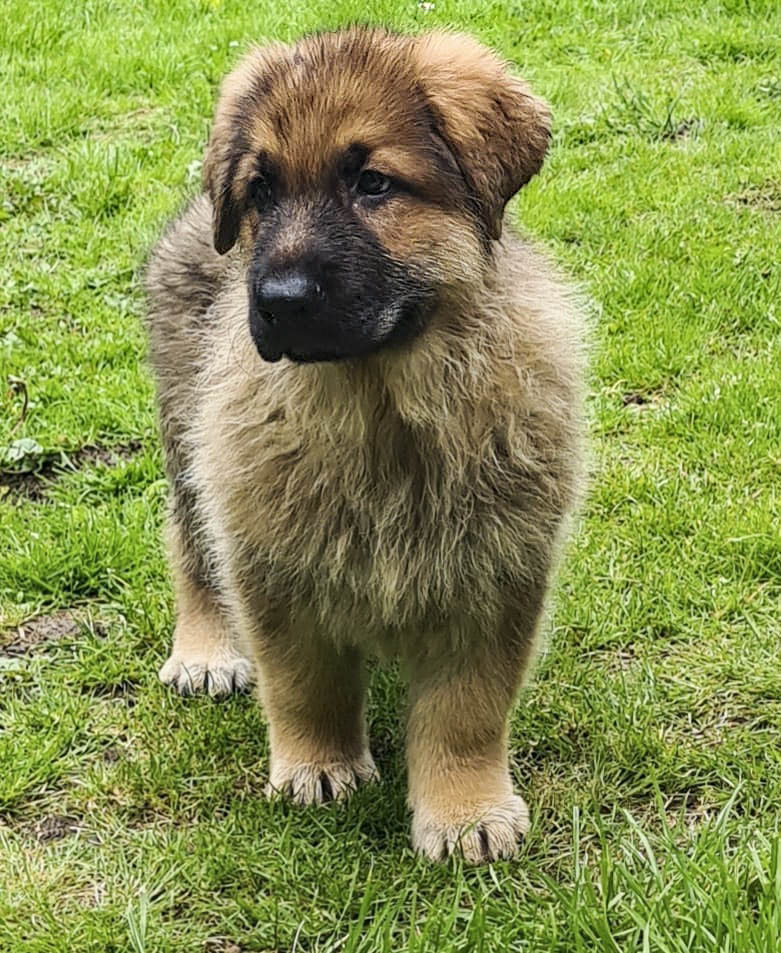 8 WeeksOld just arrived home
