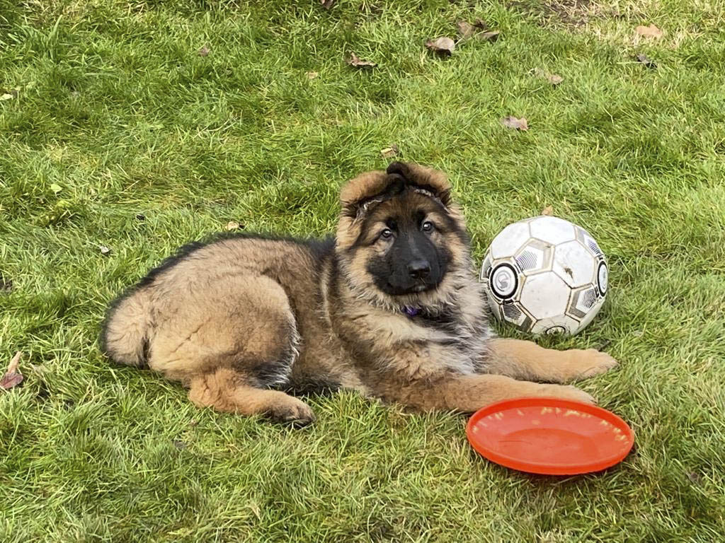 Gucci and Bambi puppy girl