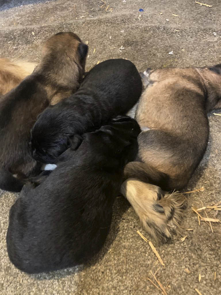 Bambis puppies born 11/05/21