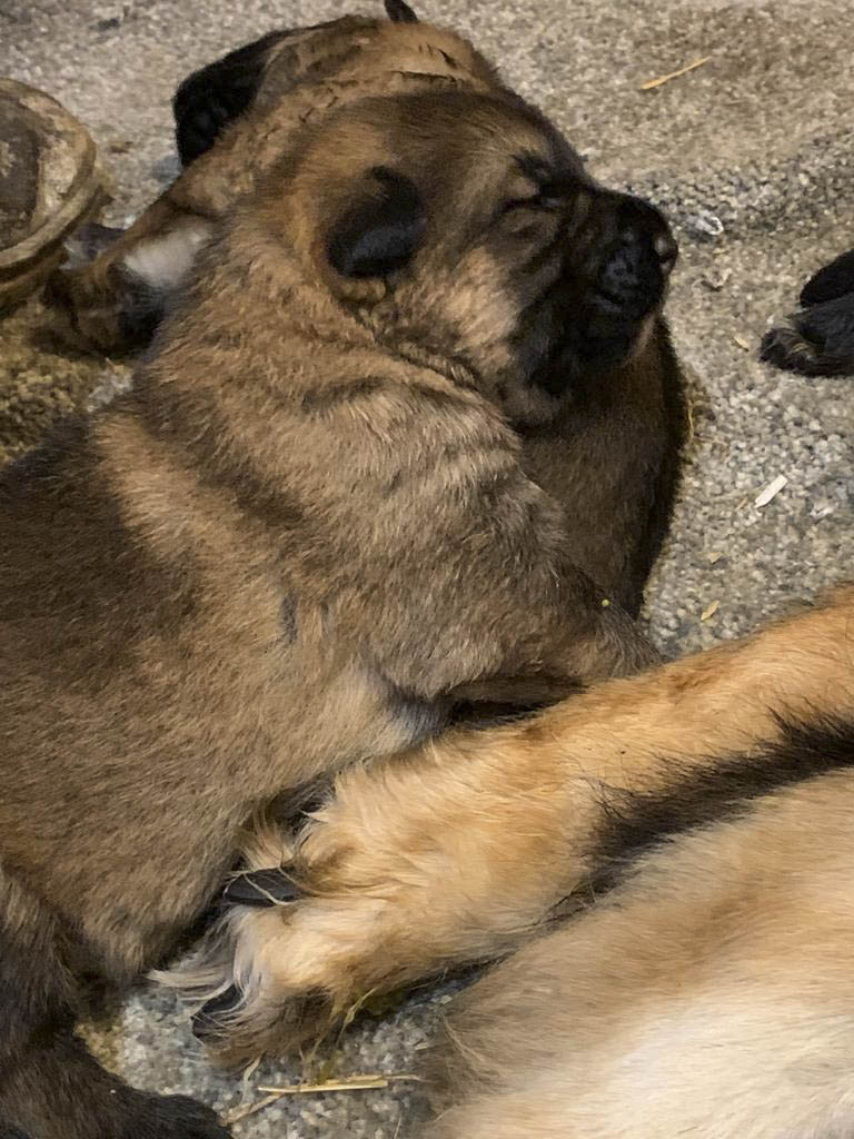 Gucci_Vegas and Bambi