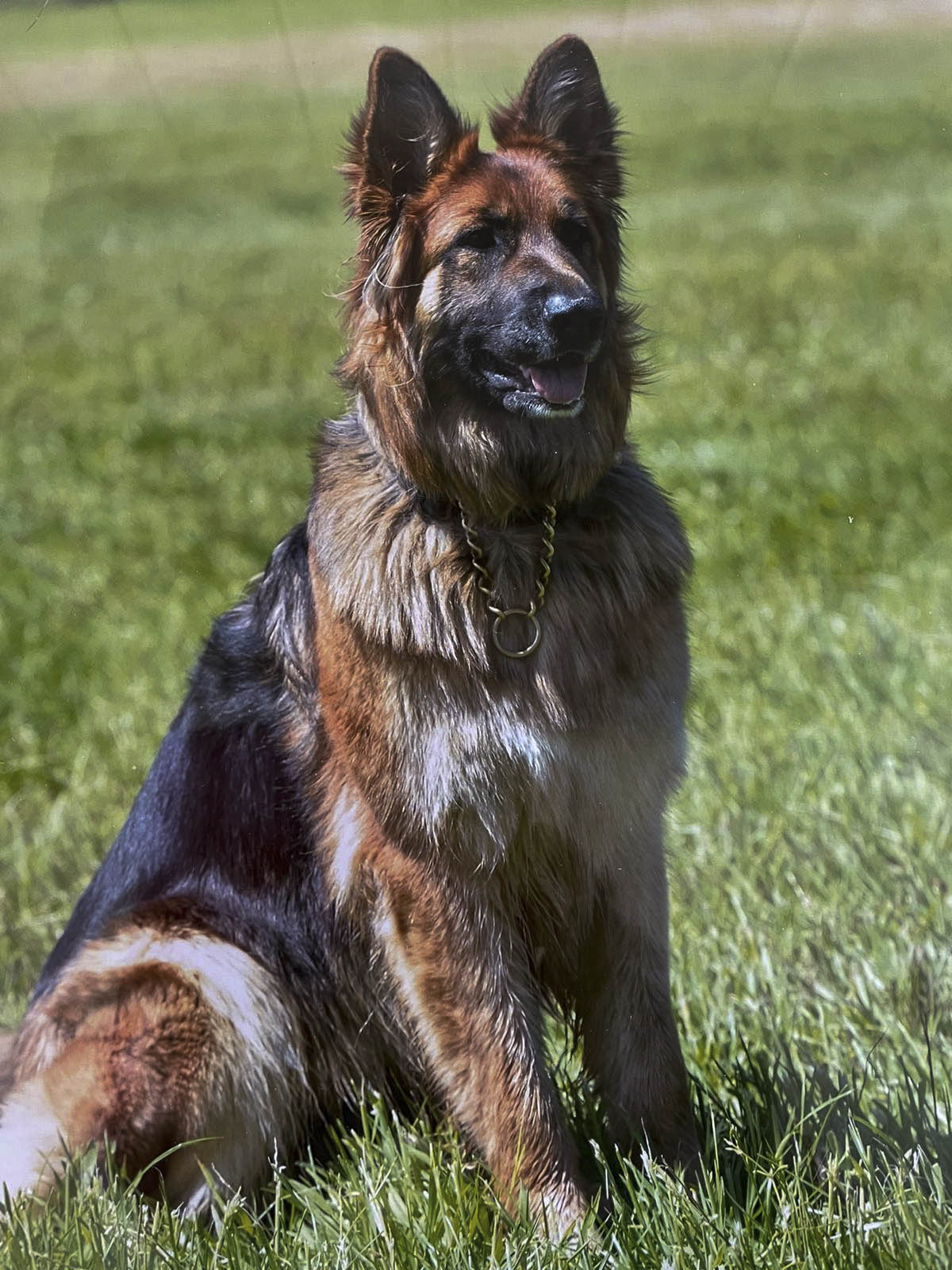 By Texas 2 Year old male