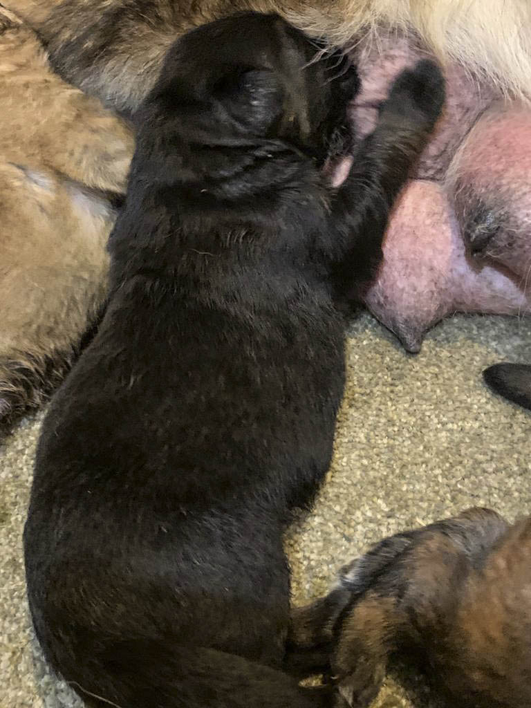 Blackl&Tan By Gucci and Bambi