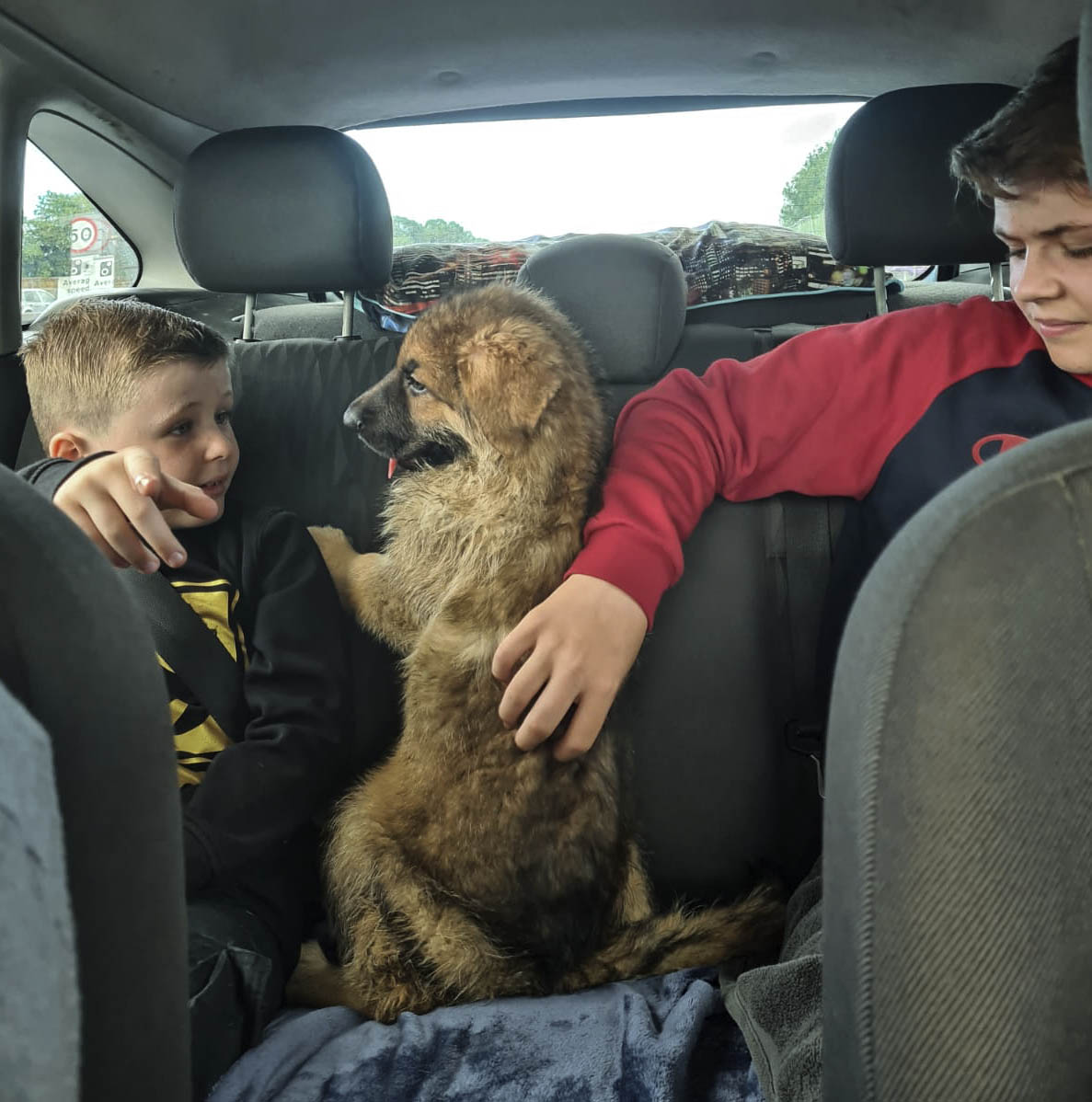 Gucci and Bambi 8 weeks old puppy