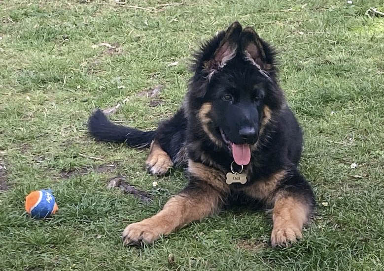 Hawai and |Chelsea Puppy