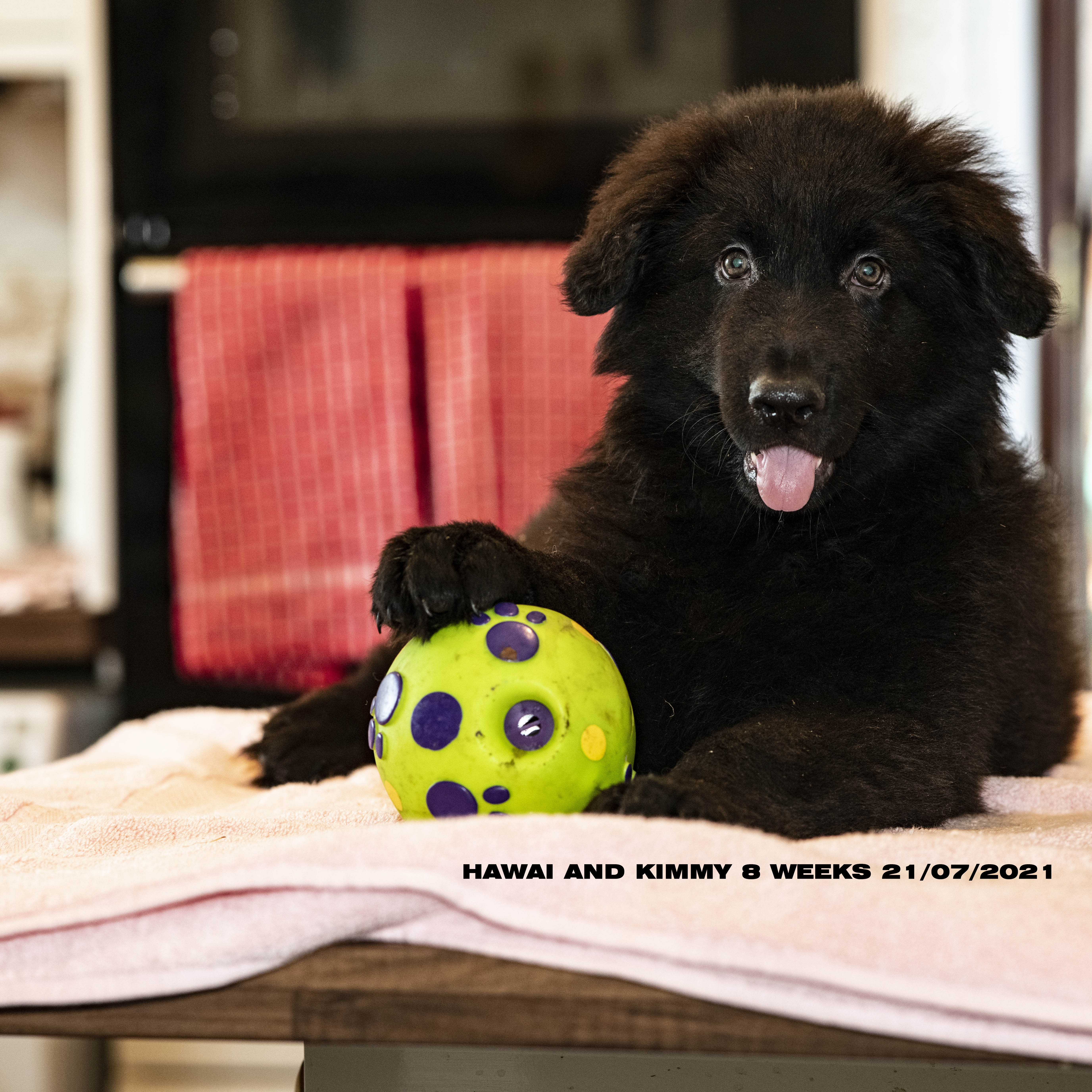 Hawai/Kimmy 8 weeks old 21/07/2021