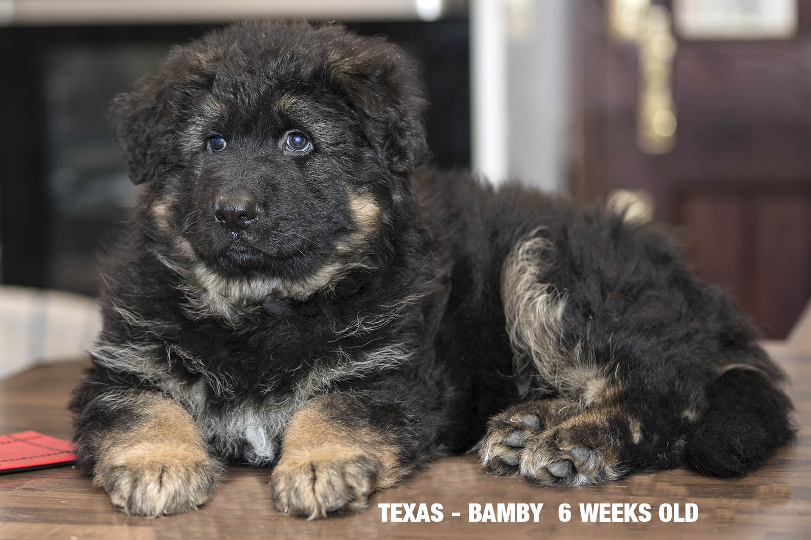 By Texas 6 weeks old girl