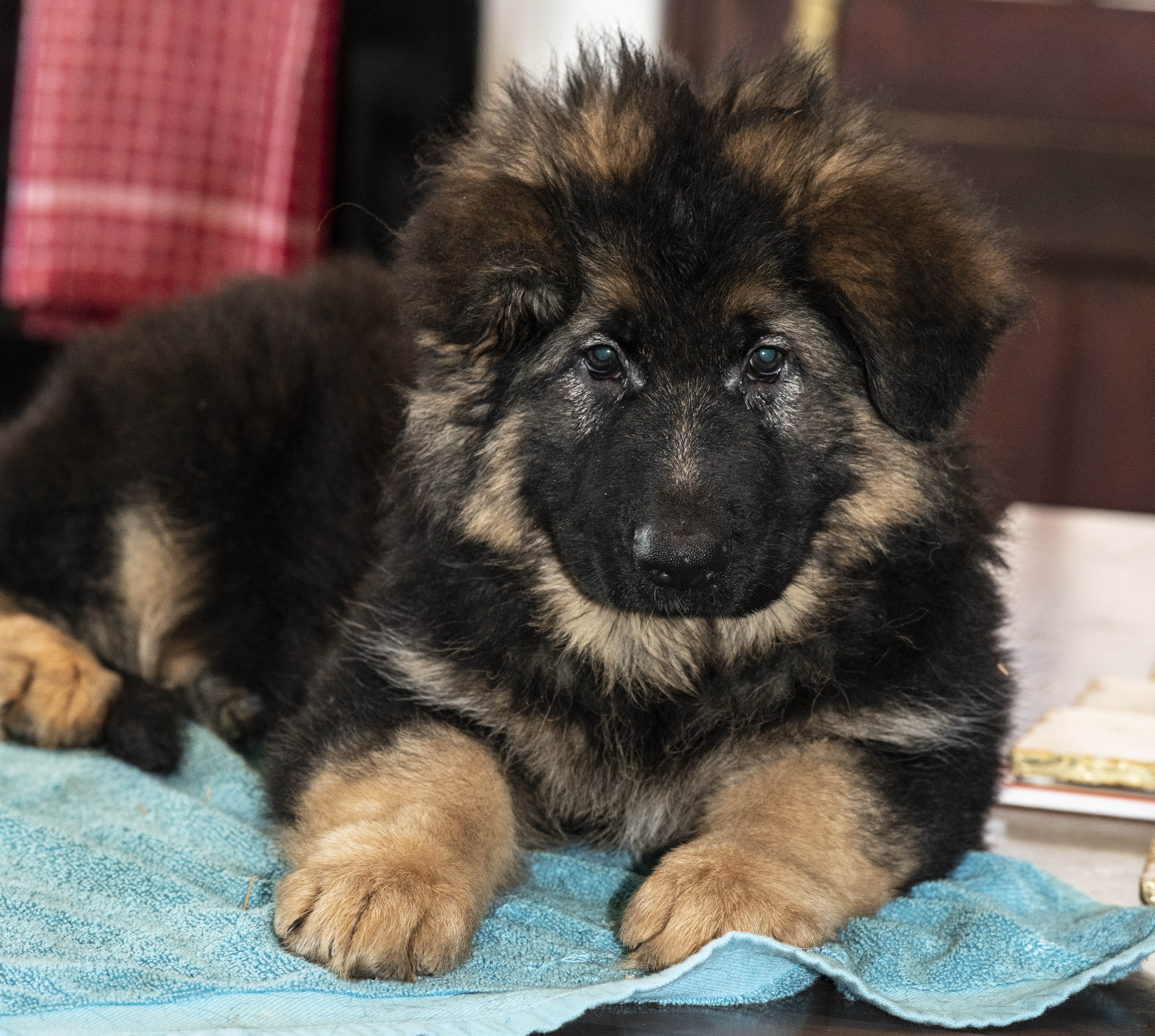 By Texas 8 weeks old