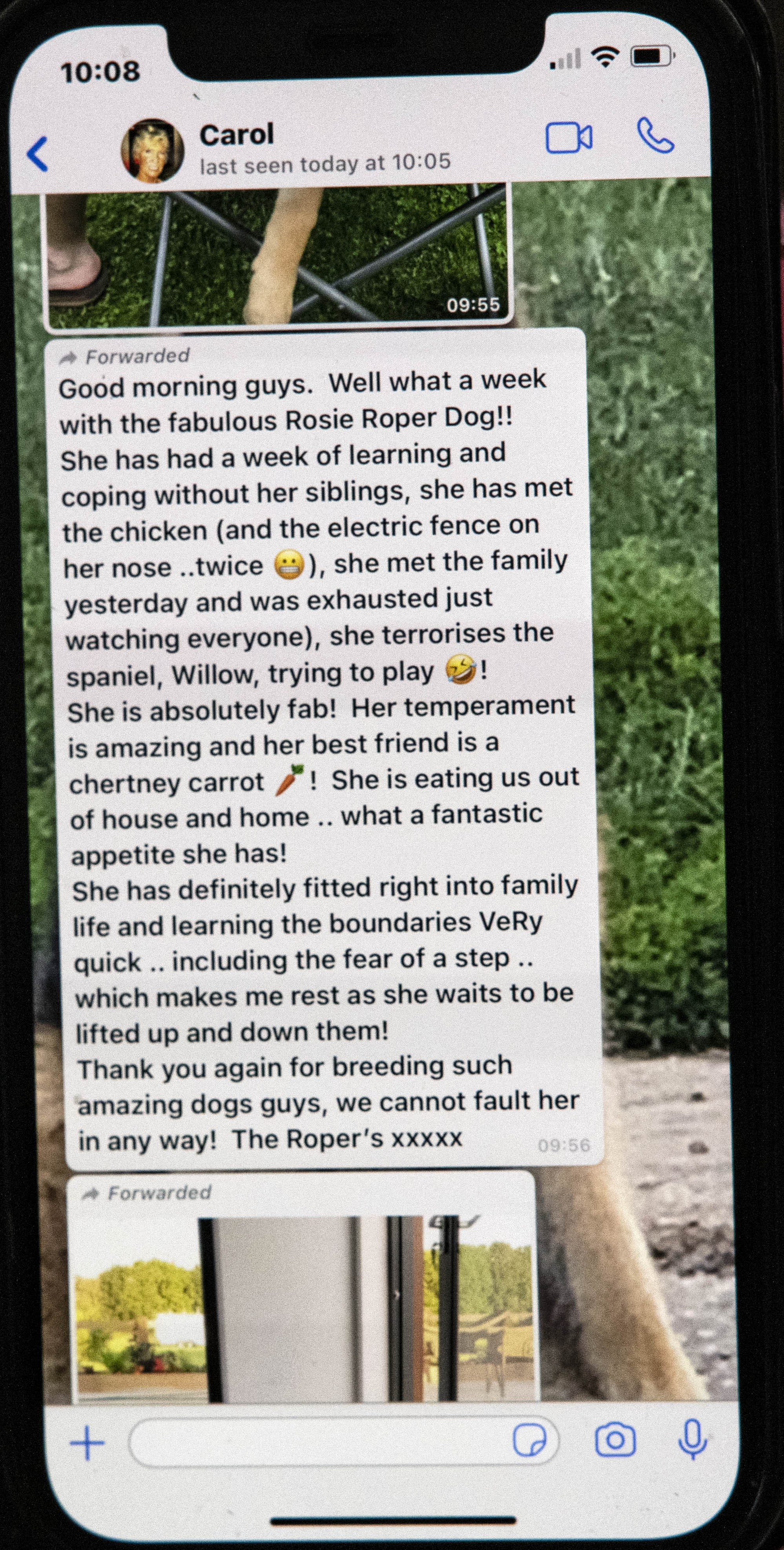 Text Message regarding Gucci1s and Bambi`s puppy