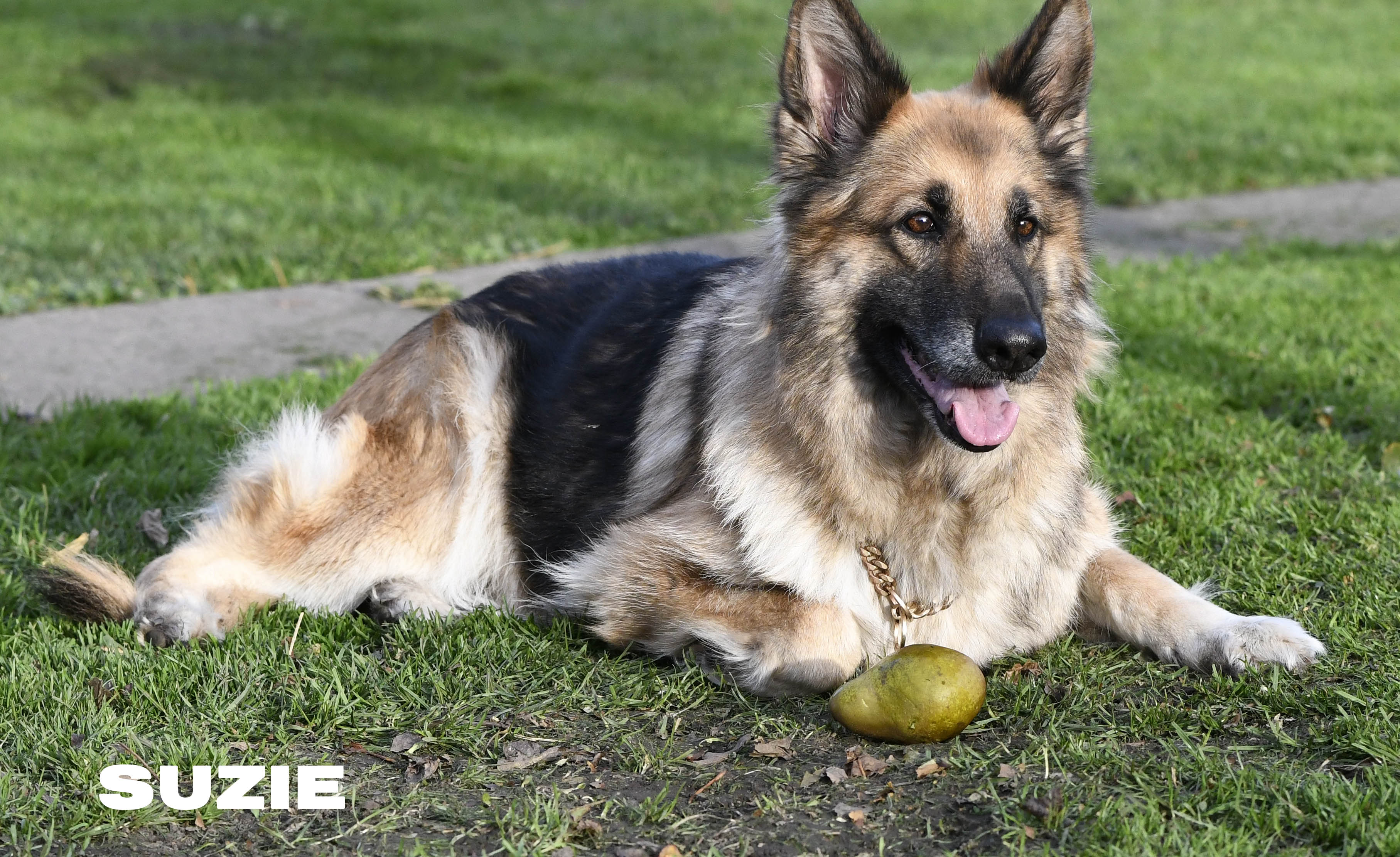 Suzie mated with Gucci Vegas